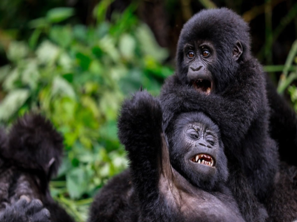 3 Days Gorilla Safari
