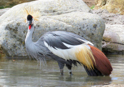 Visiting Uganda: Entry Requirements for Tourists